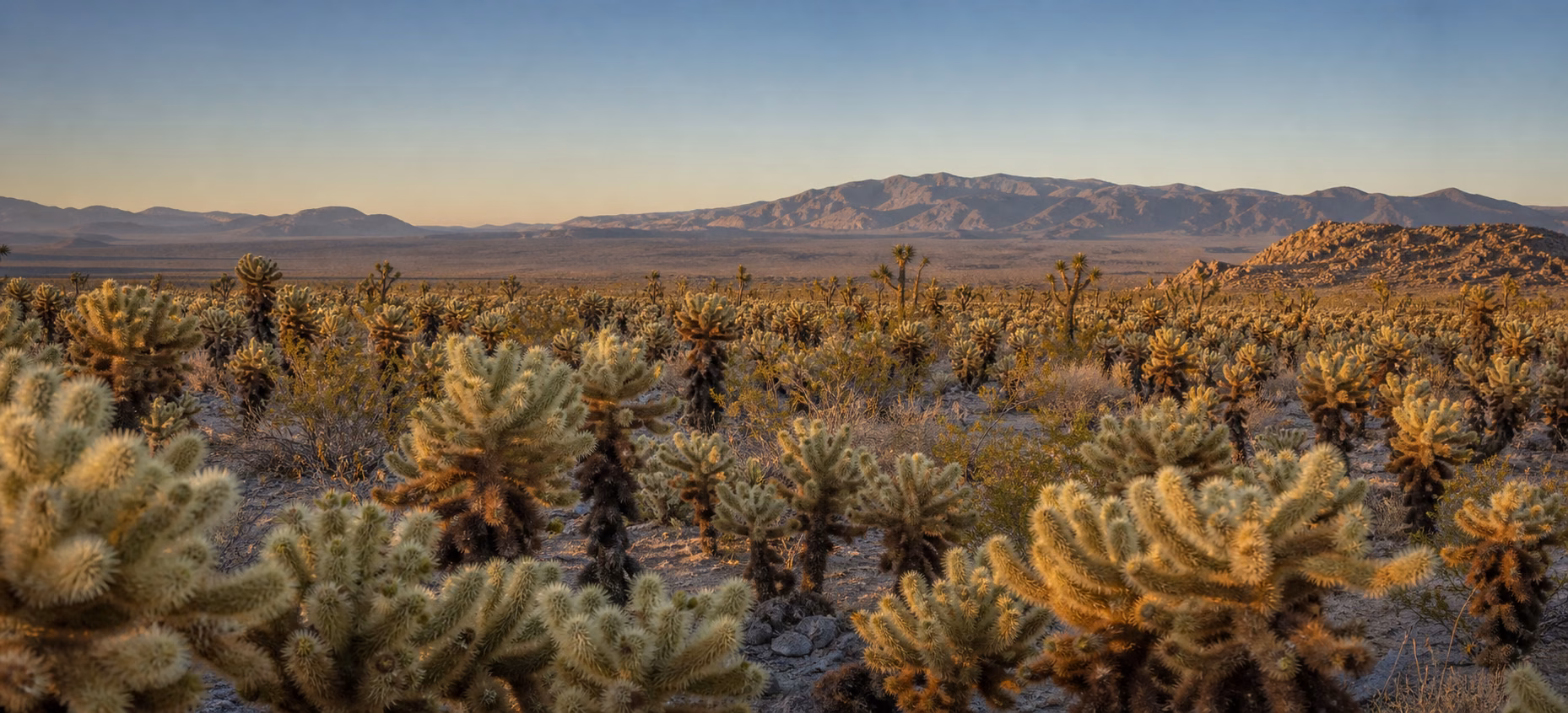 A cholla cactus garden glowing at golden hour in Joshua Tree National Park